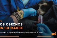 Dos oseznos andinos rescatados tras ser encontrados sin su madre en Papallacta, Napo