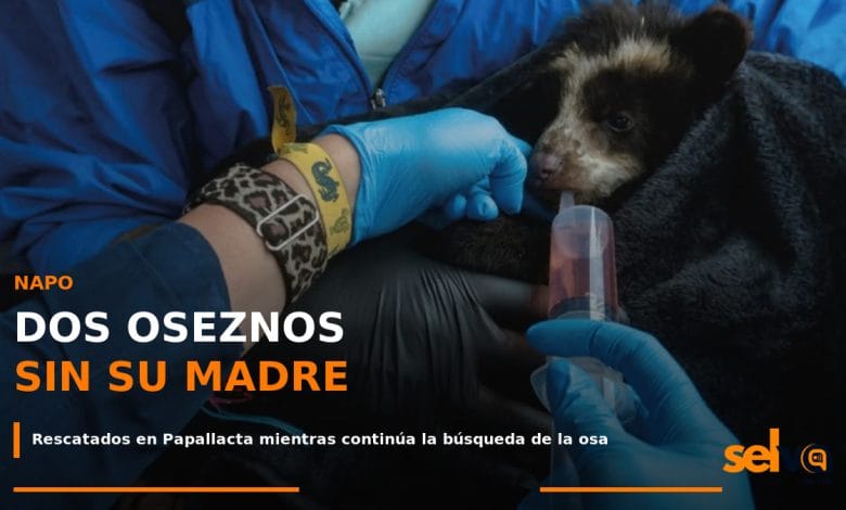 Dos oseznos andinos rescatados tras ser encontrados sin su madre en Papallacta, Napo